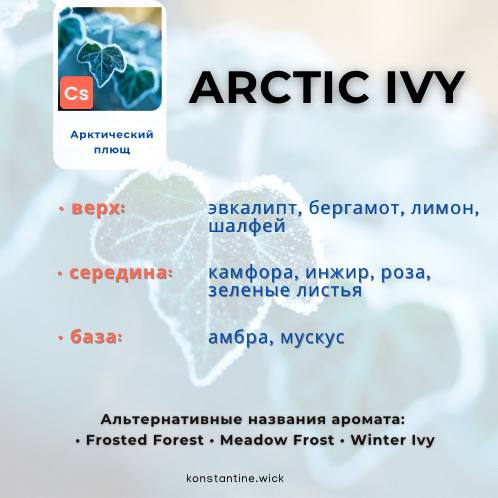 Арктический плющ — изображение 2