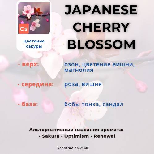 Цветение сакуры — изображение 2