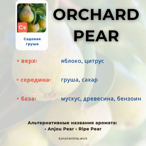 Садовая груша — изображение 2